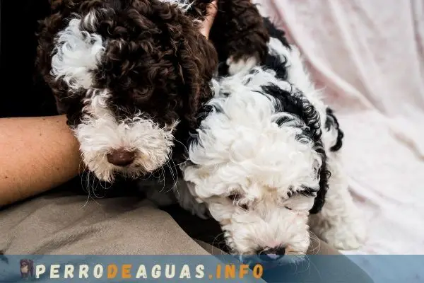 cachorros de Perros de agua Español o PDAE