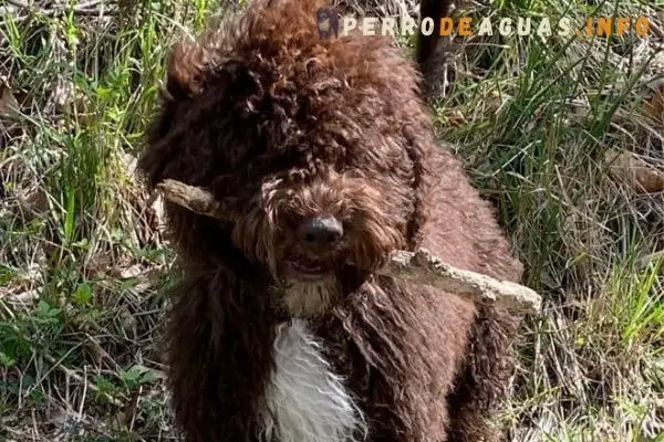 perro de agua español, razas de perros de pelo rizado