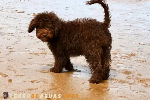 cachorro perro de agua en Madrid, en la playa - Cachorro lavándose en agua de mar