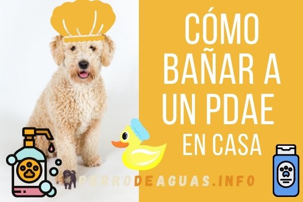cómo bañar perro de aguas español