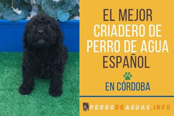 Criadero de Perro de Aguas español en Córdoba