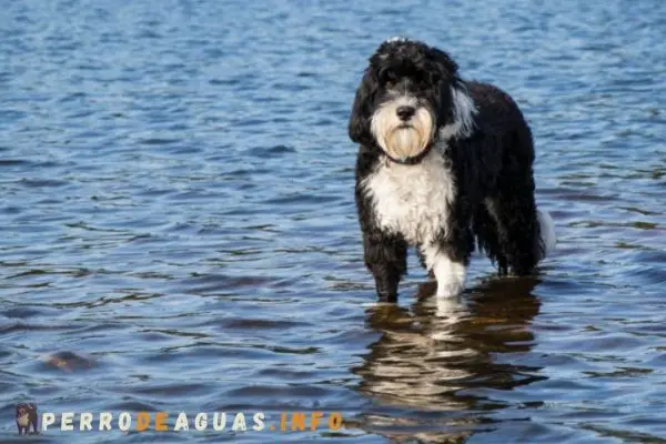 El perro de agua portugués