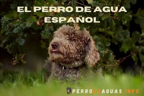 el perro de aguas español o PDAE