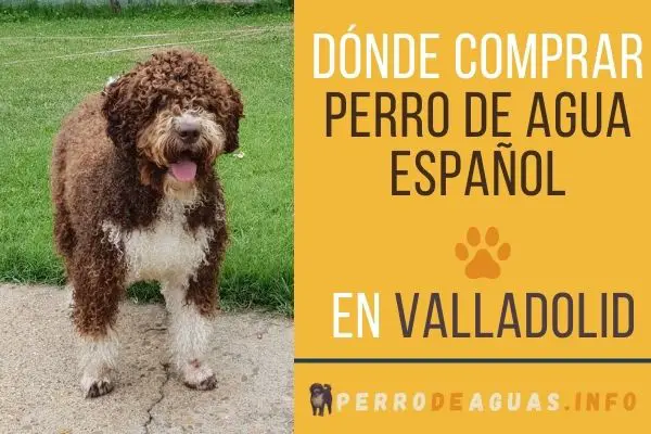 Dónde comprar un perro de aguas español en Valladolid? El mejor Kennel