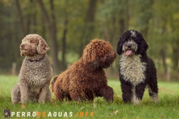 Cómo son los perros de agua español? 3 características