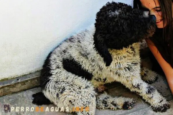 Perro de aguas español color adalmatado o con manchas negras