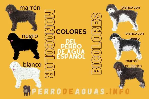 población Día puño ▷Diferentes colores del Perro de Agua Español - perrodeaguas.info