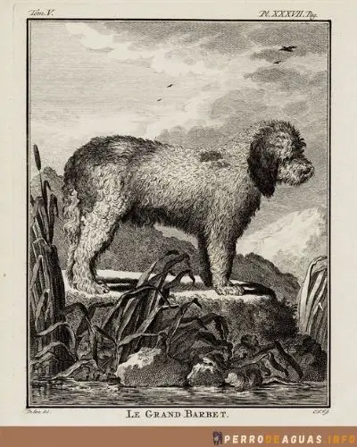 El gran Barbet o Gran perro de agua según Buffon - Grabado de su libro Historia Natural de 1766