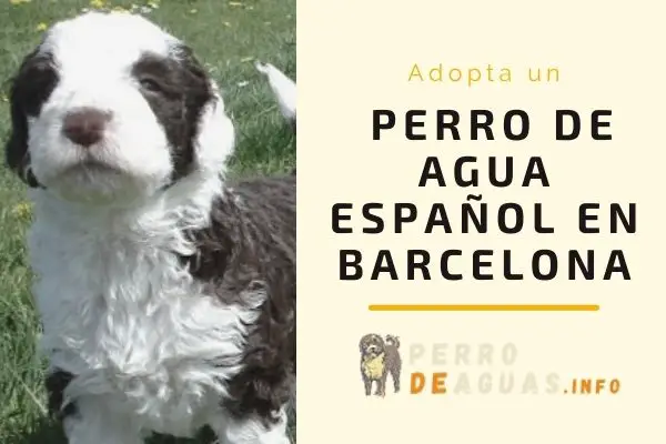 Adopta un Perro de Aguas en Barcelona