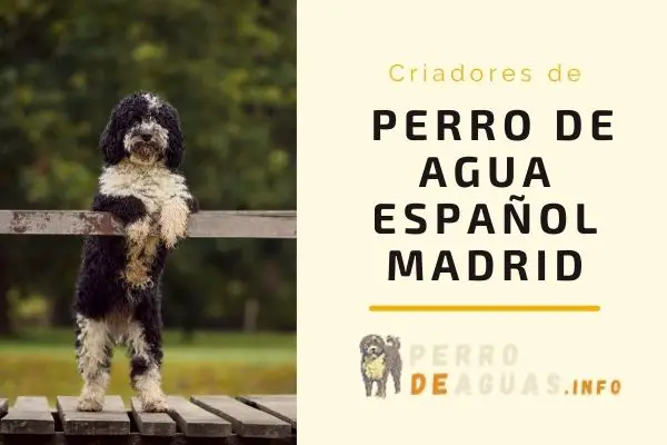 Buscas un Perro de Aguas en Madrid? Deseamos ayudarte a localizar a tu amado cachorro y por este motivo vamos a darte las más precisas referencias de criadores de Perro de Agua español en Madrid