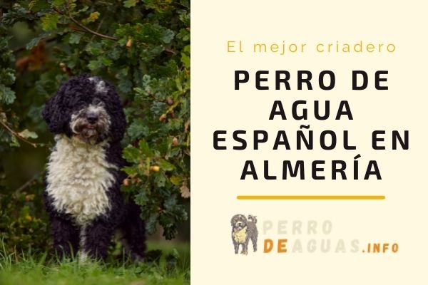 El mejor Criadero de Perro de Agua en Almería