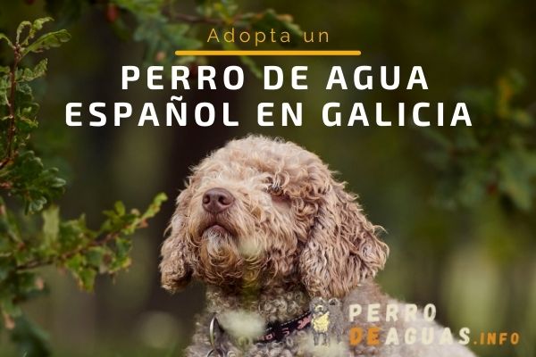 perro de agua en galicia para comprar o adoptar