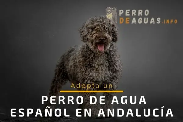 adoptar perro de aguas Andalucía