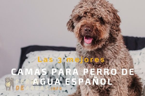 camas para perro de agua español