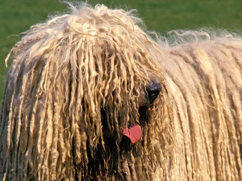 komodor, en perros de pelo chino