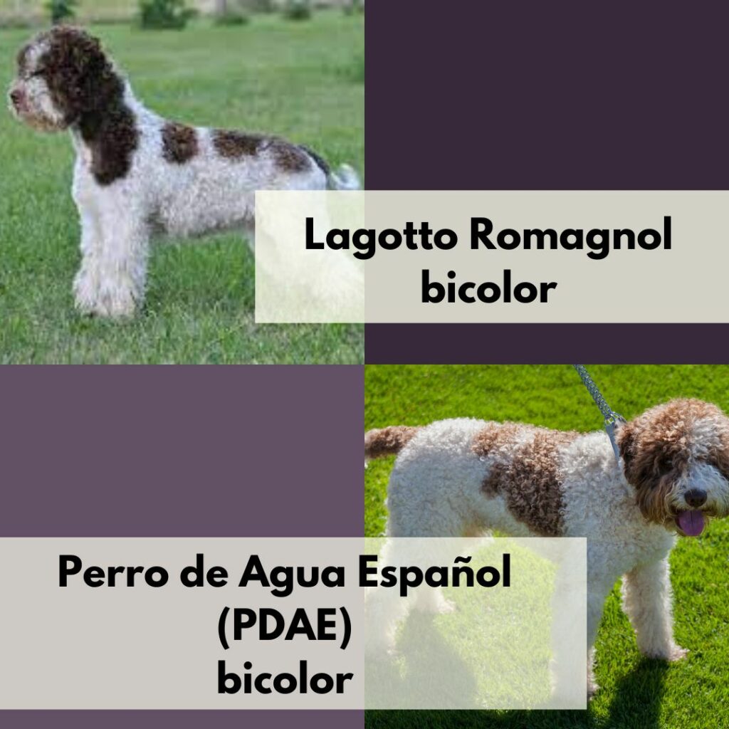 Fotos de perros de ambas razas de color similar: bicolor base blanca - Lagotto Romagnol vs. Perro de Agua español bicolor