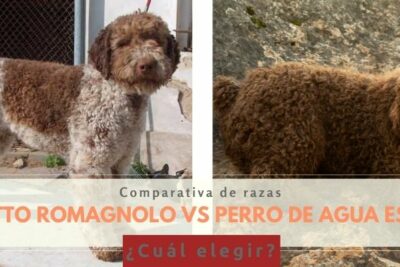 Lagotto romagnolo vs Perro de agua español