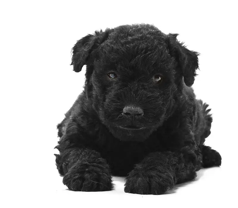 Puli Húngaro cachorro color negro