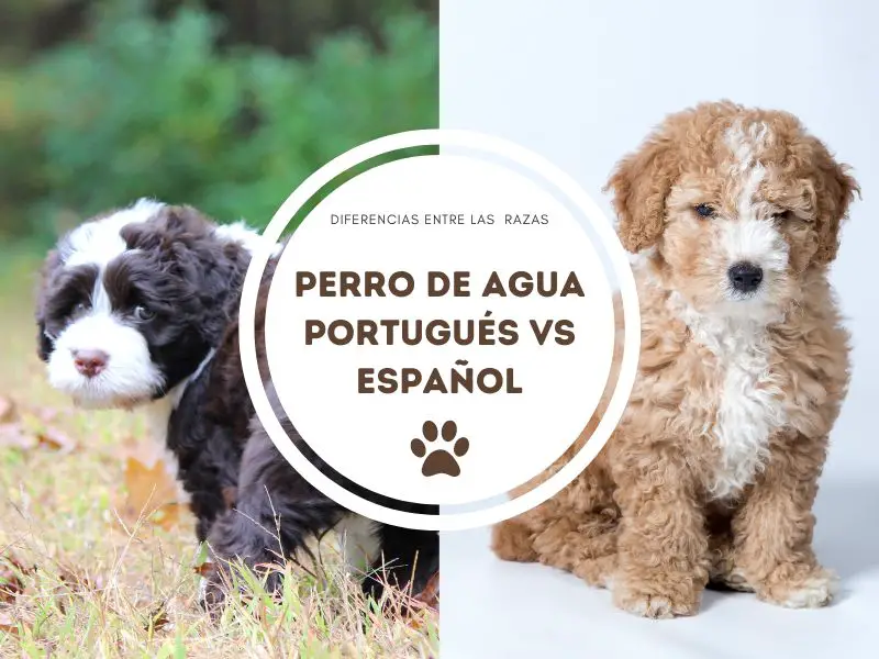 Perro de agua portugués vs español