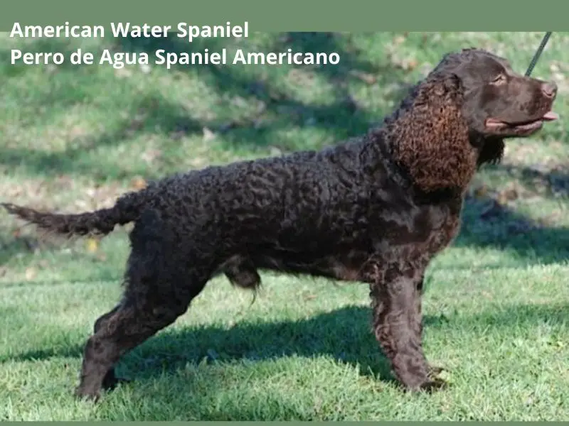 Perro de Aguas Spaniel Americano o American Water Spaniel