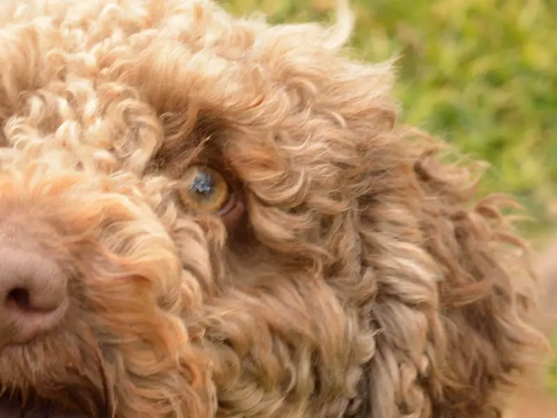 Perro de agua español enfermedades comunes oculares 